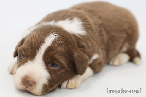 成約済の神奈川県のボーダーコリー-369085の7枚目